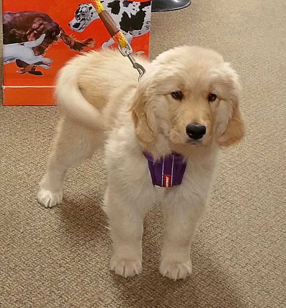 Golden Retriever puppy Chai standing in the store.
